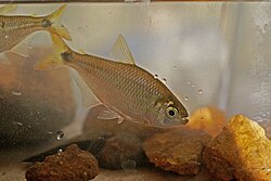 Hyphessobrycon panamensis