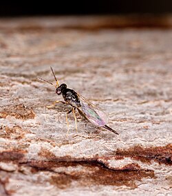 Tetrastichus planipennisi