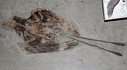 แผ่นหินสีขาวที่มีรอยแตกและร่องรอยของขนนกและกระดูก รวมถึงขนหางคู่ยาว