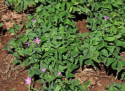 Oxalis latifolia