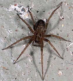 Tegenaria domestica