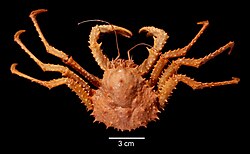 Paralomis birsteini