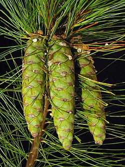 กรวยตัวเมียที่กำลังพัฒนาของ Pinus strobus