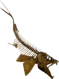 เอนโชดัส