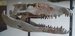 Metasuchia