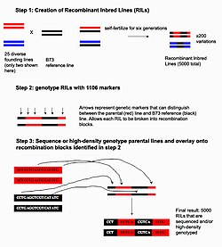 การทำแผนที่ความสัมพันธ์แบบซ้อนกัน