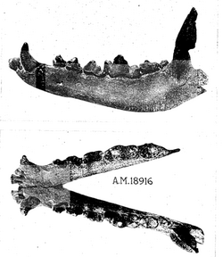 โปรโตมาร์คตัส