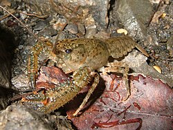 กุ้งเครย์ฟิช