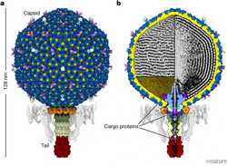 CrAssphage