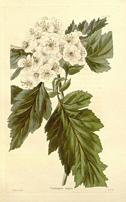 Crataegus sect. Sanguineae