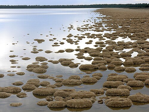 ทรอมโบไลต์