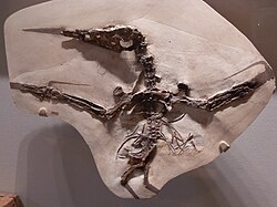 Nyctosauridae