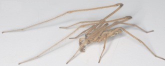 วงศ์ Psechridae