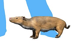 ไฮออปโซดอนทิดี