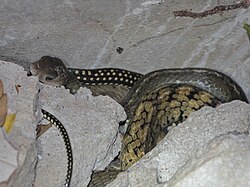 Ptyas carinata