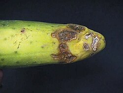 ไรโซคโทเนีย