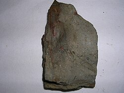 Archaeocalamitaceae