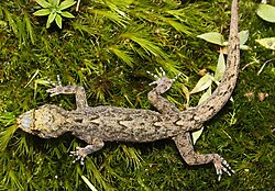 Cnemaspis palanica