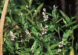Persicaria hydropiperoides