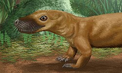 Ericiolacertidae
