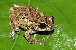 Raorchestes munnarensis