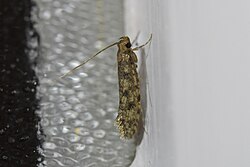 Lindera tessellatella