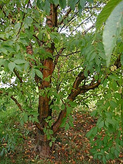 Prunus maackii