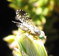 Trupanea