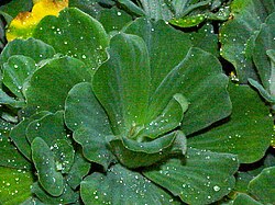 พิสเทีย