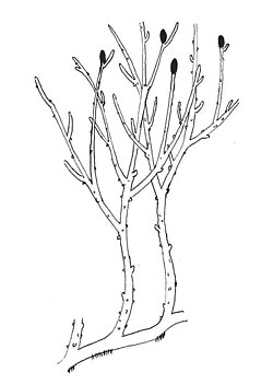 ไรเนีย