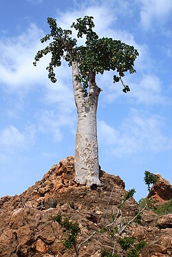 เดนโดรซิโยส