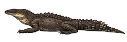 เมโซซูเชีย