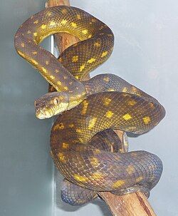 ซิมาเลีย นอตา