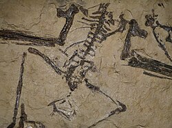 มุซกิโซปเทอริกซ์