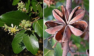 ภาพถ่ายสองภาพของ Quillaja saponaria ภาพแรกเป็นภาพฝักสีเขียวรูปดาวที่ปิดสนิท และภาพที่สองเป็นภาพฝักสีน้ำตาลแห้งและเปิดออก