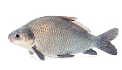 Smallmouth buffalo