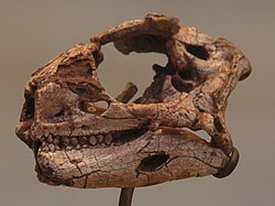 เลโซโทซอรัส