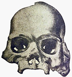 กะโหลก Calaveras