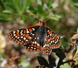ผีเสื้อลายตารางหมากรุกเบย์