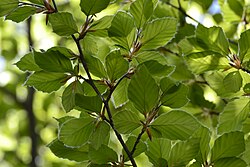 Fagus × taurica
