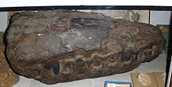 Capelliniosuchus