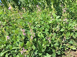 เดสโมเดียม สกุล (Desmodium spp.) ออกดอก