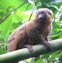 Bamboo lemur