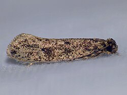ปราเอซเดส