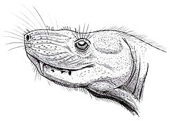 วงศ์ Hofmeyriidae
