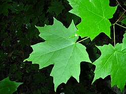 Acer saccharum