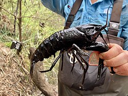 Cherax cainii