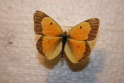 โคเลียส ยูรีธีม
