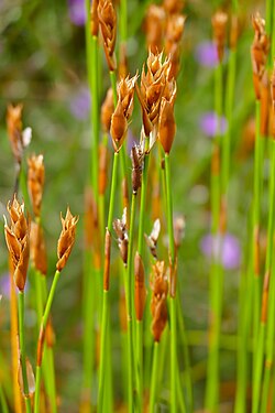 Askidiosperma