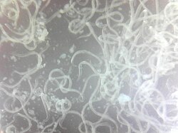 สไตเนอร์เนมา เฟลเทีย